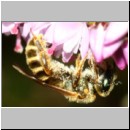 Halictus tumulorum - Furchenbiene w02b 6-7mm auf Heide - Sandgrube Niedringhaussee.jpg